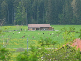 2006 05-Driving Through Switzerland Farm